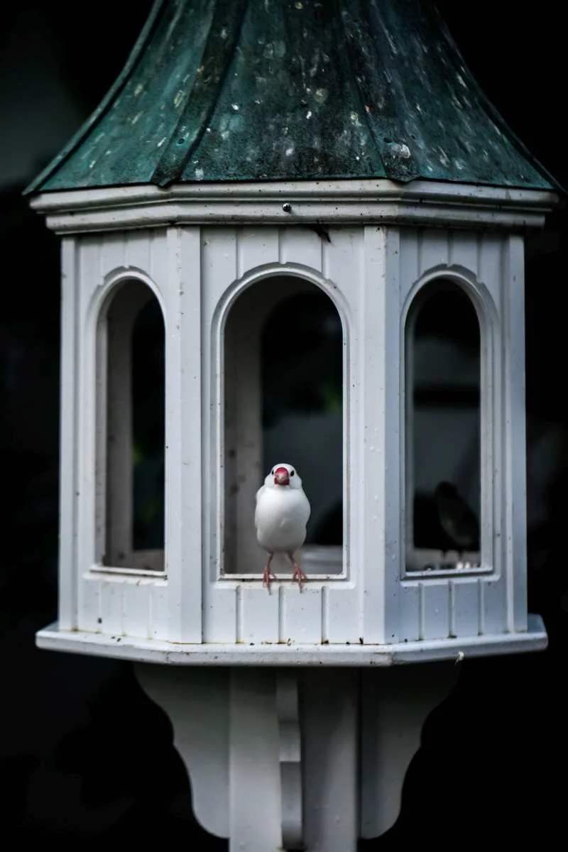 white finch in white house RGB.jpg