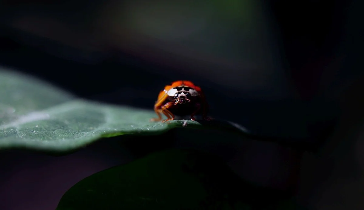 ladybug face on.jpg
