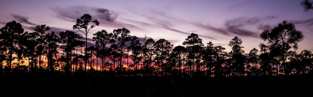 john dick sunset behind trees.jpg