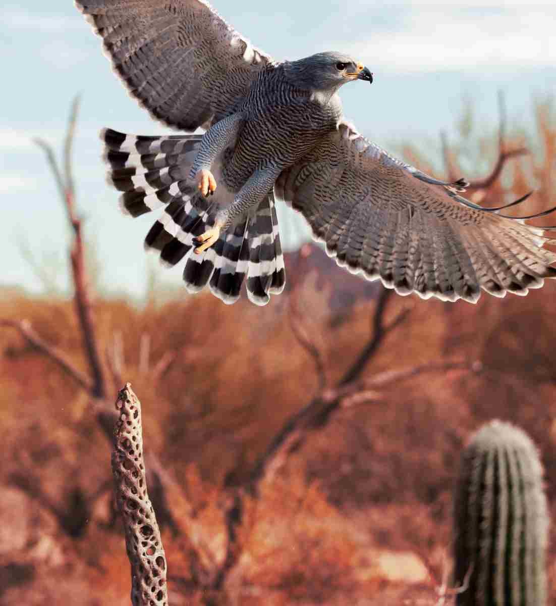 gray hawk in flight tuscon.jpg