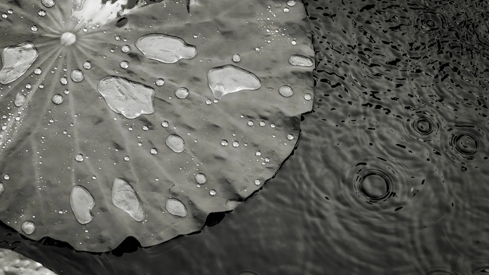 water on lilies bw.jpg