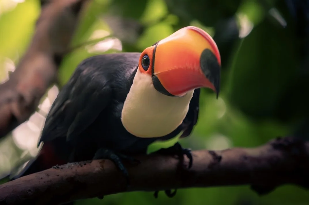 toucan copy.jpg