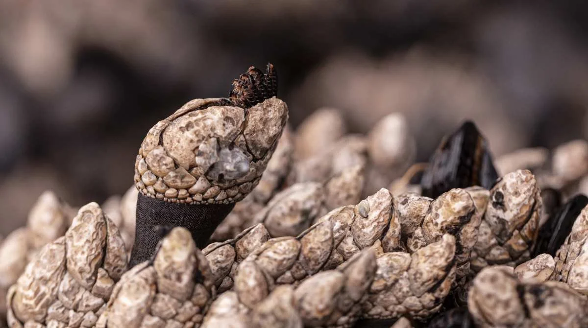 gooseneck barnacle unedited.jpg