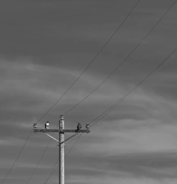 hawks face to face bw copy.jpg