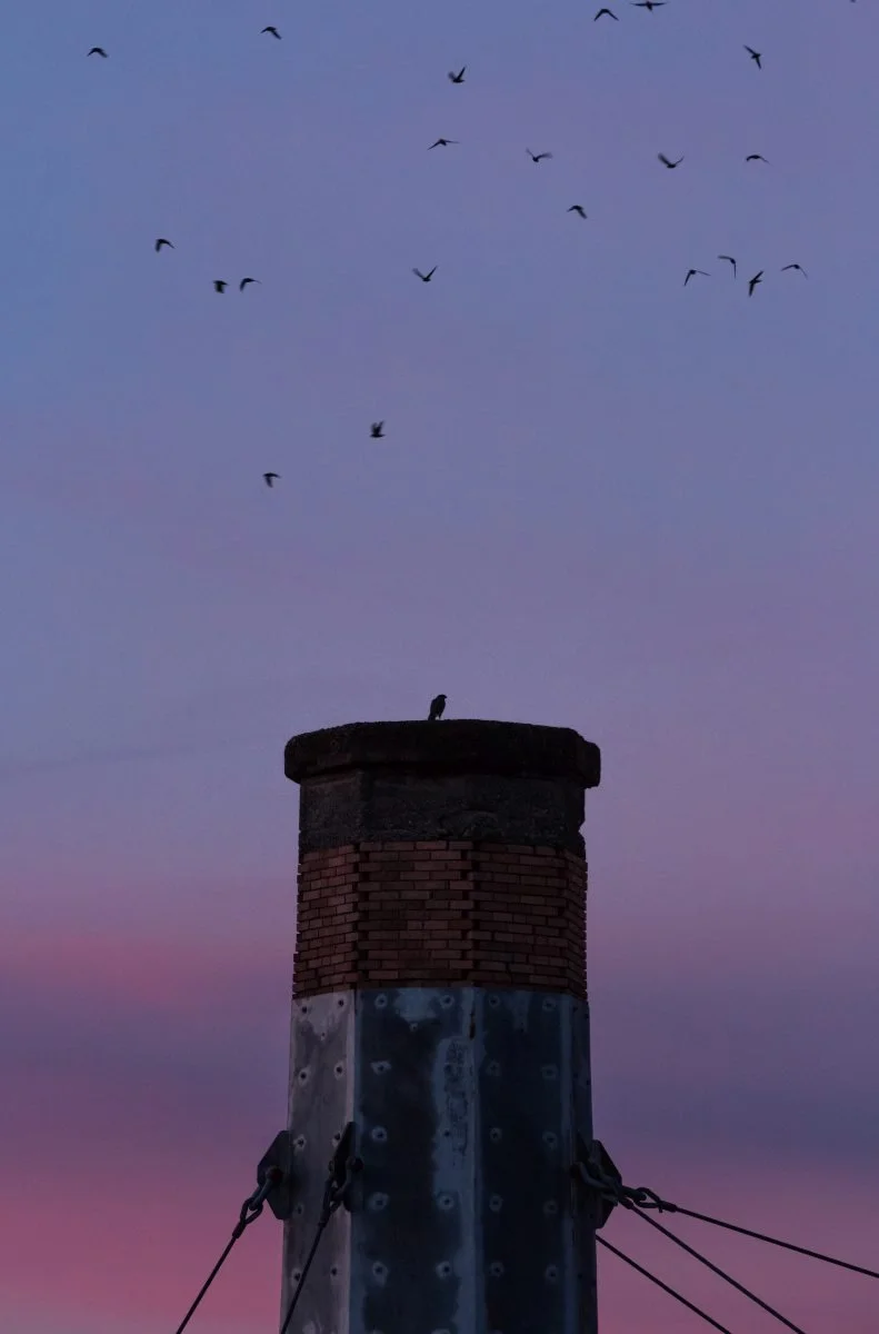 swifts hawk chimney.jpg