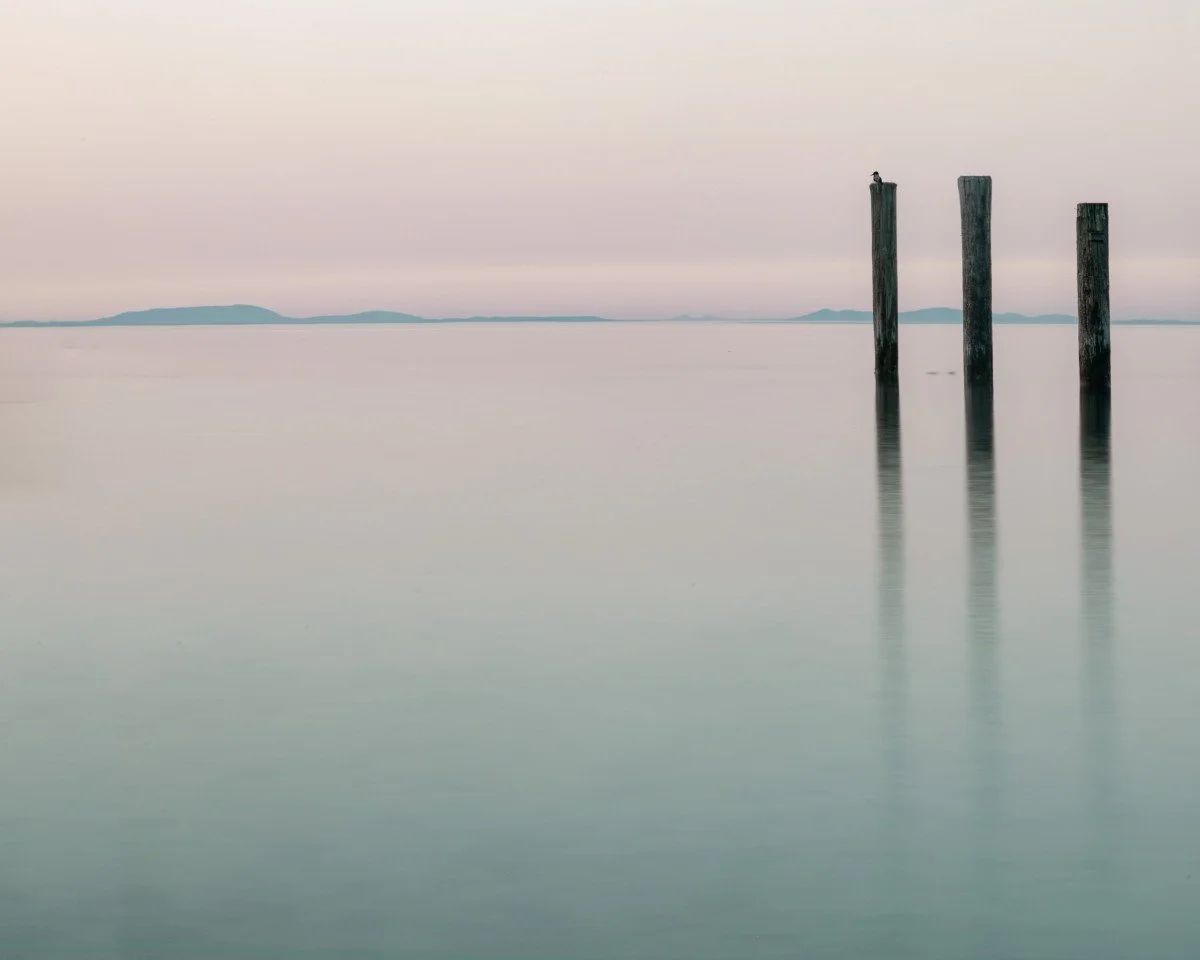 blurred bird at sunset port townsend.jpg