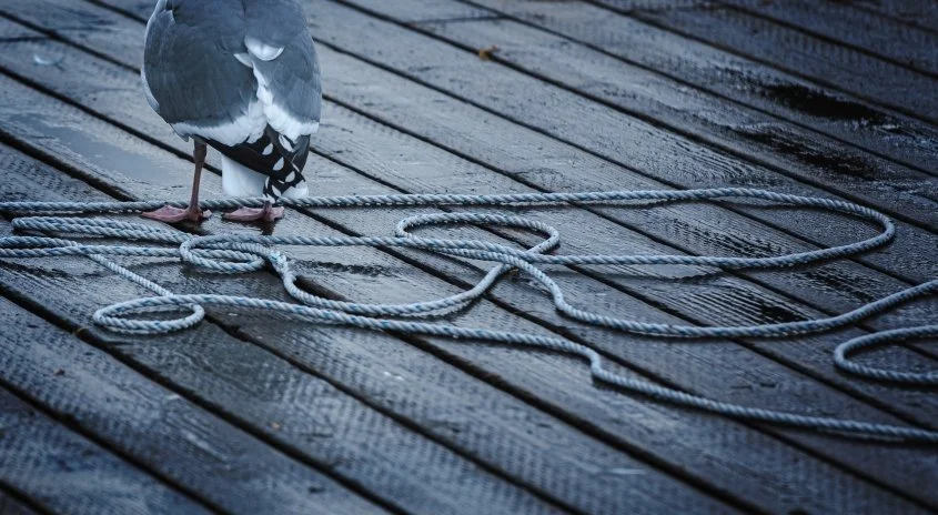 seagulls on the dock2.jpg