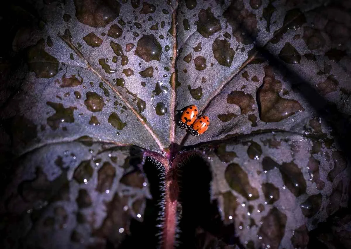 friendly purple ladybugs.jpg