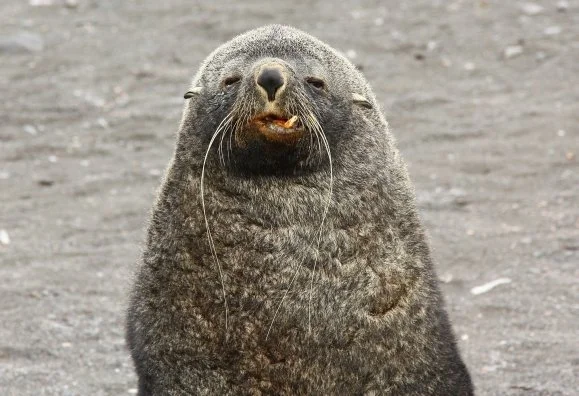 broken jaw seal print.JPG