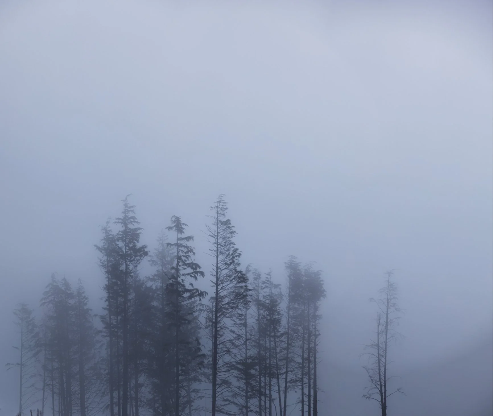 foggy treetops 2.jpg
