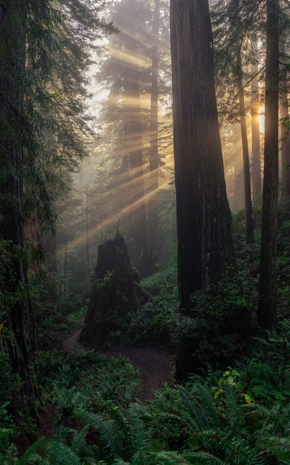 pathway to heaven copy.jpg