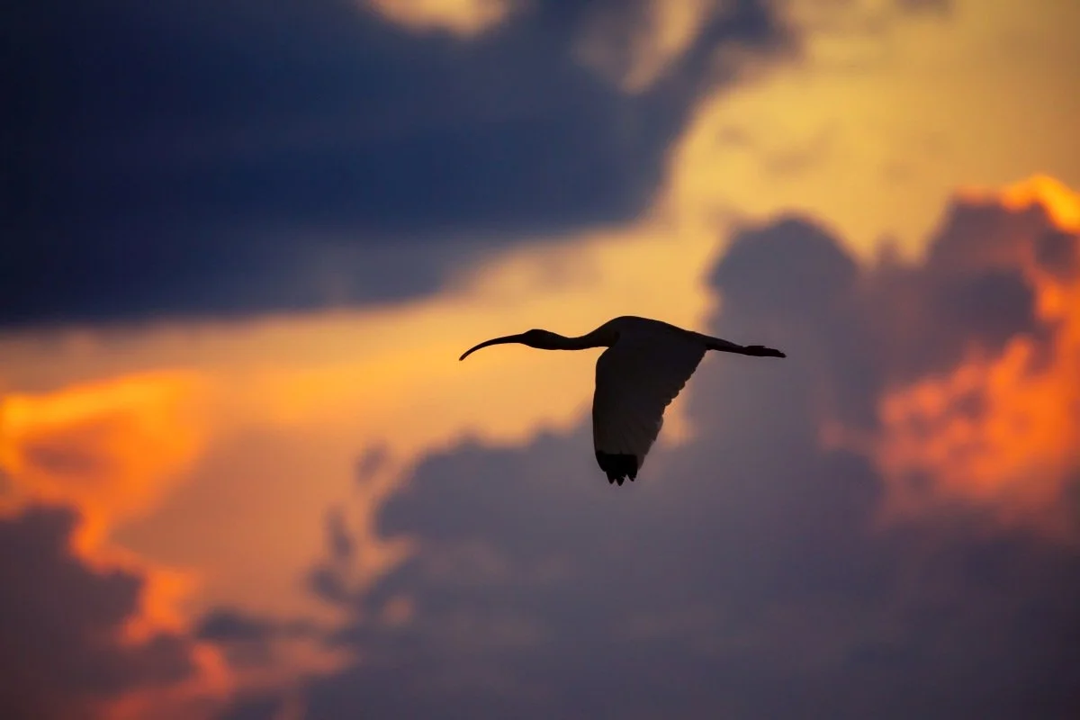 ibis at sunset.jpg