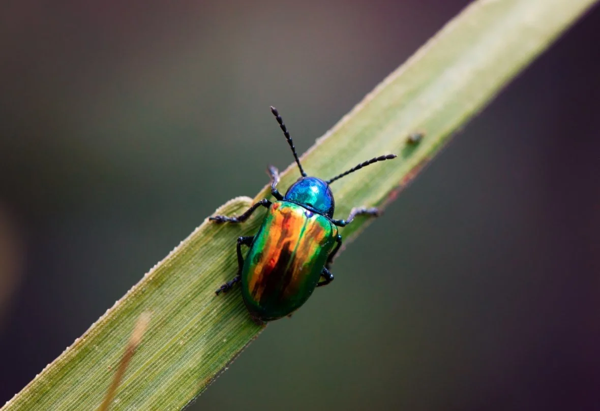 pretty beetle colors purpvig.jpg
