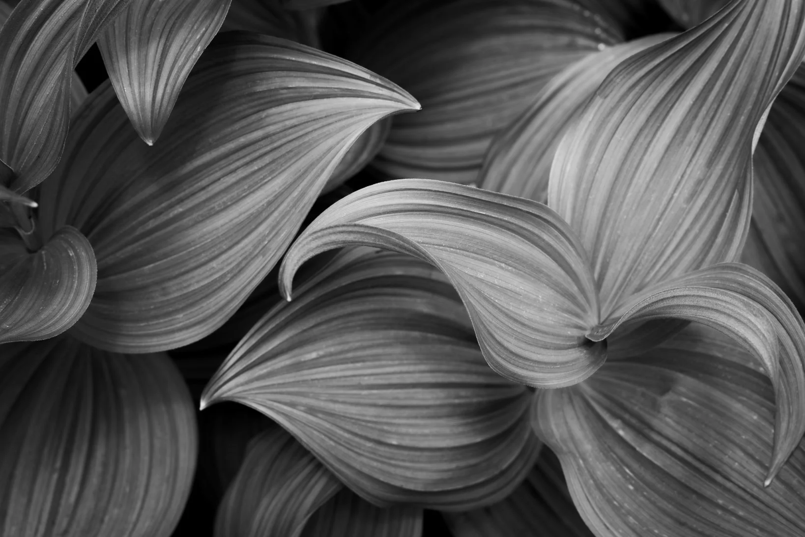 trillium leaves bw copy.jpg