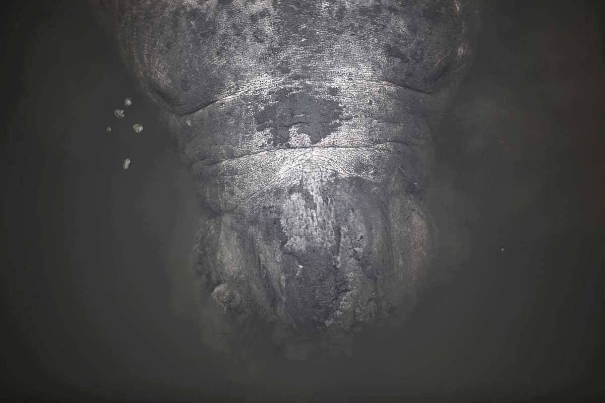 manatee best.jpg