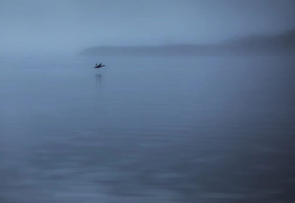 out of focus bird how to crop.jpg