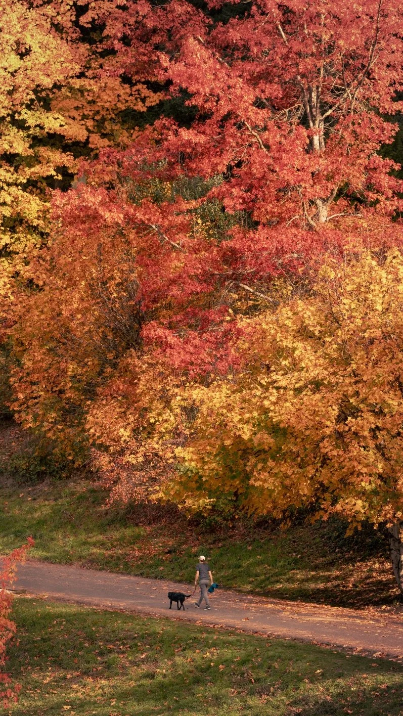 tabor fall portrait copy 9x16.jpg