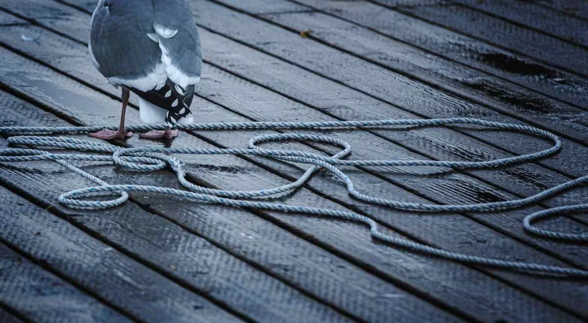 seagulls on the dock2.jpg