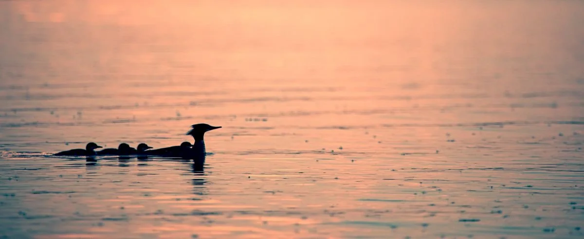 merganzer ducks sillhouette saturate.jpg