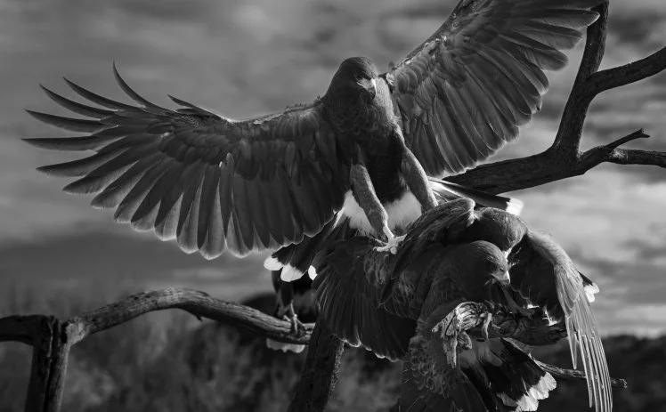 harris hawks copy bw copy band removed alt crop.jpg