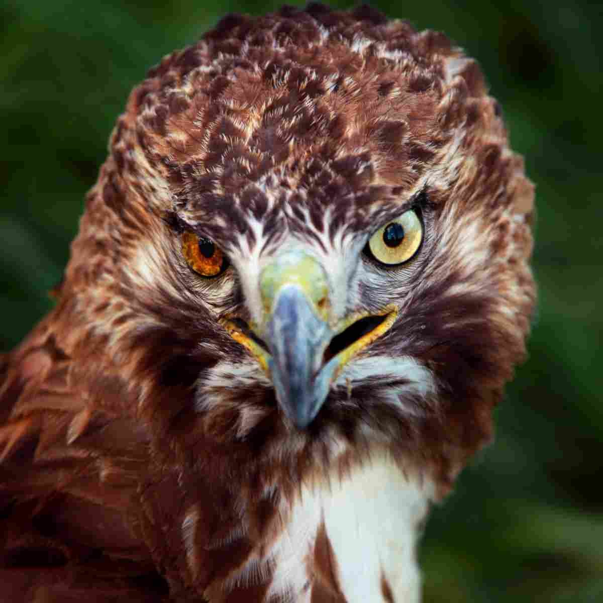 hawk heterchromatism 2.jpg