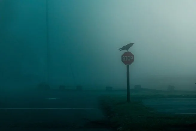 raven in the fog copy.jpg