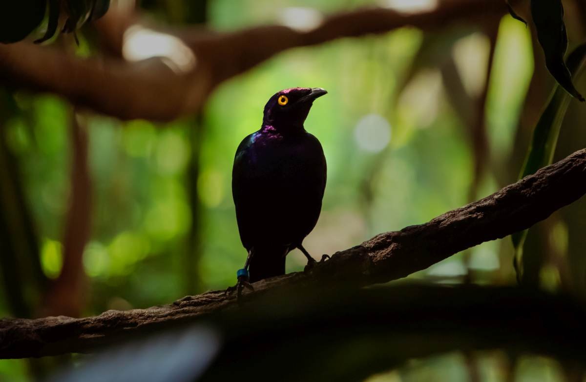 zoo bird rgb.jpg