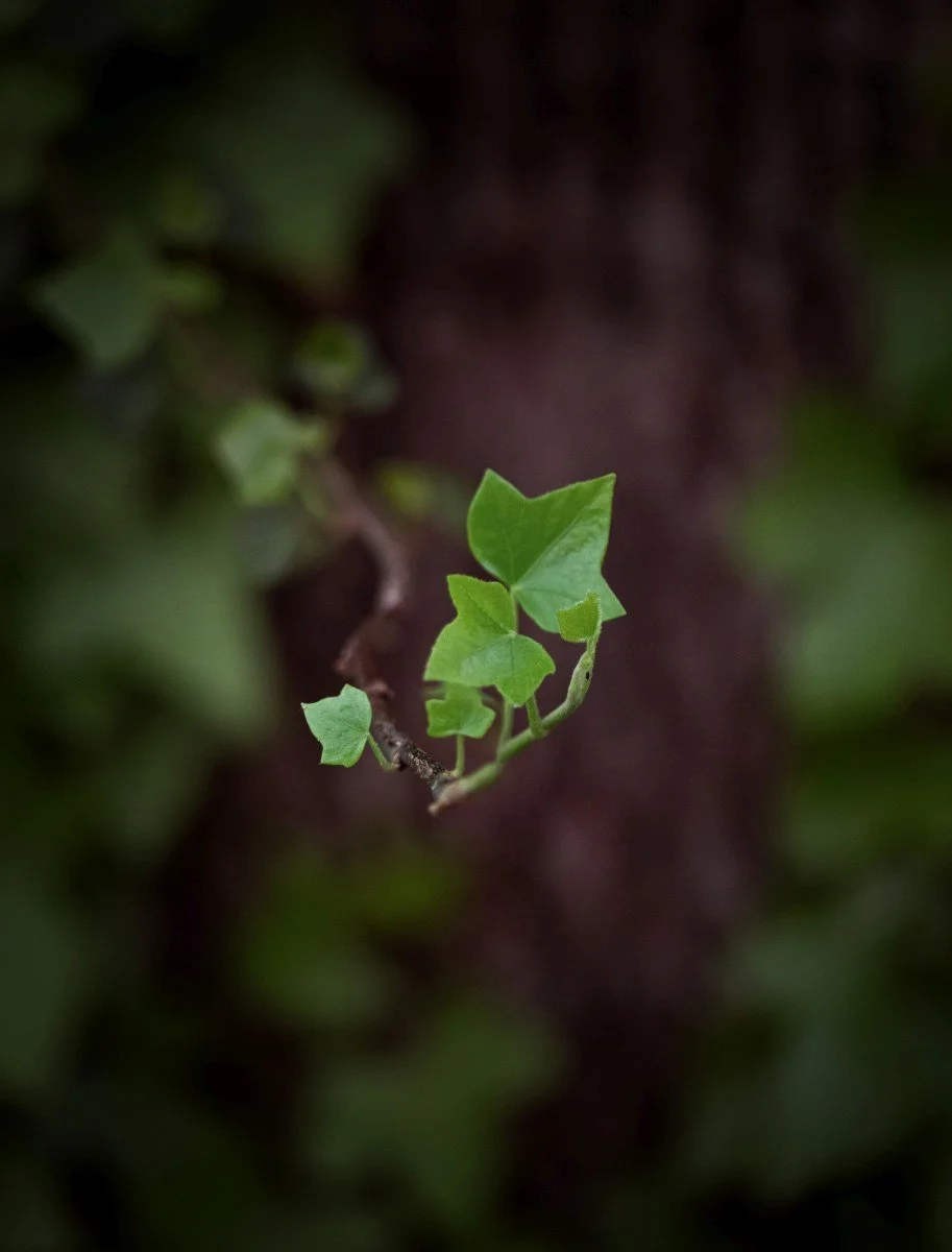 ivy blended cropped RGB.jpg
