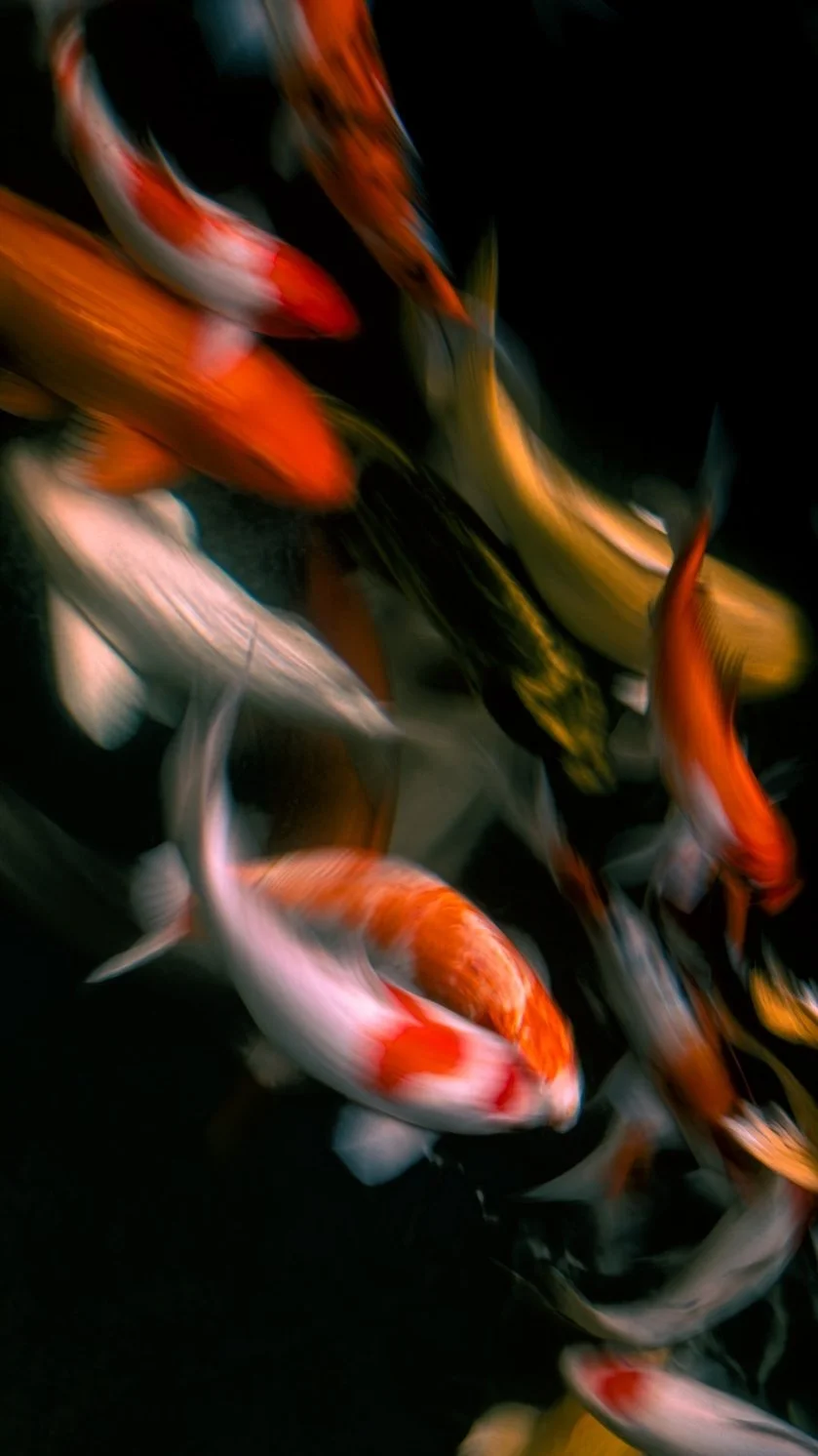 koi blur 2 copy 2.jpg