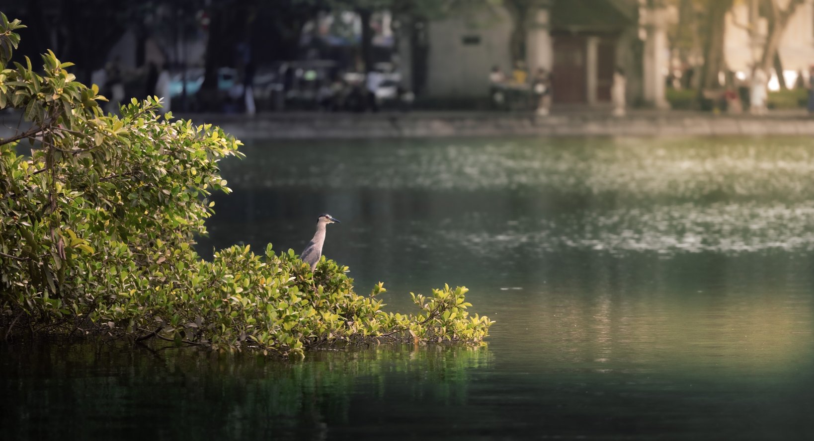 hanoi lake bird copy.jpg