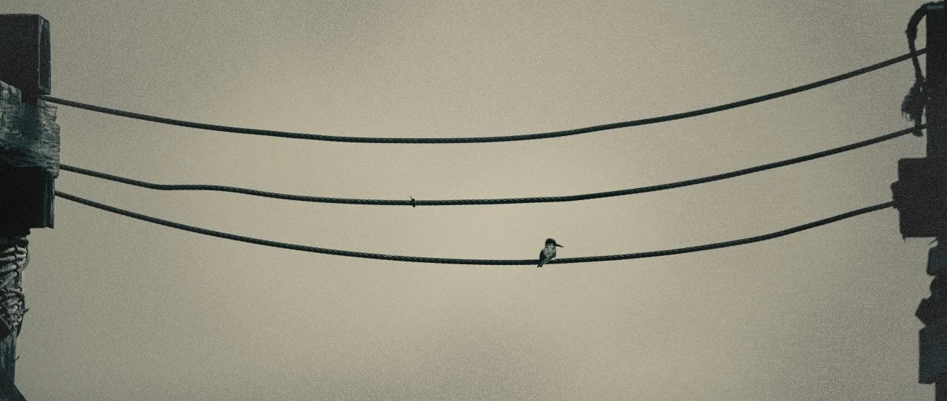 kingfisher in port townsend raw sepia grain cropped.jpg