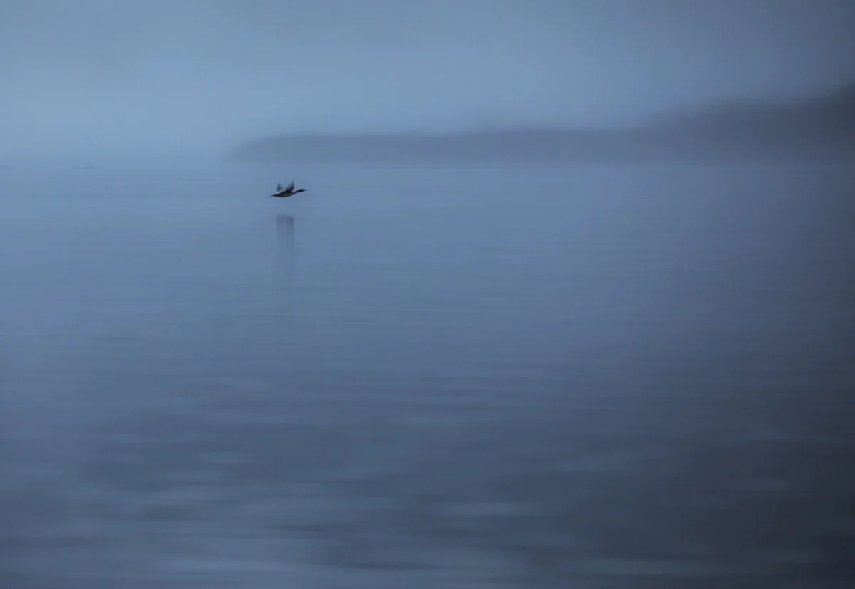 out of focus bird how to crop.jpg