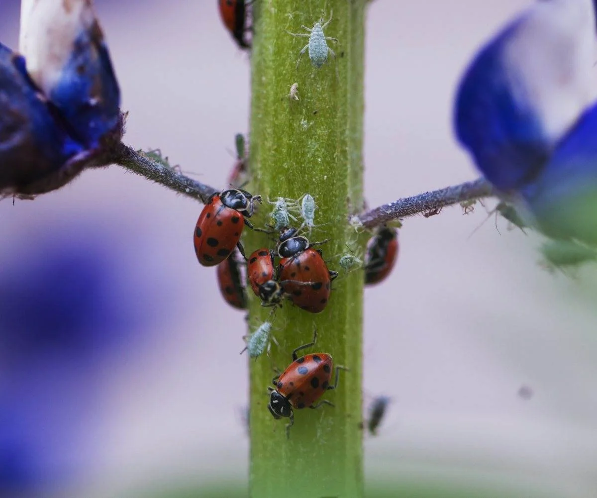 ladybugs eating aphids revisit.jpg