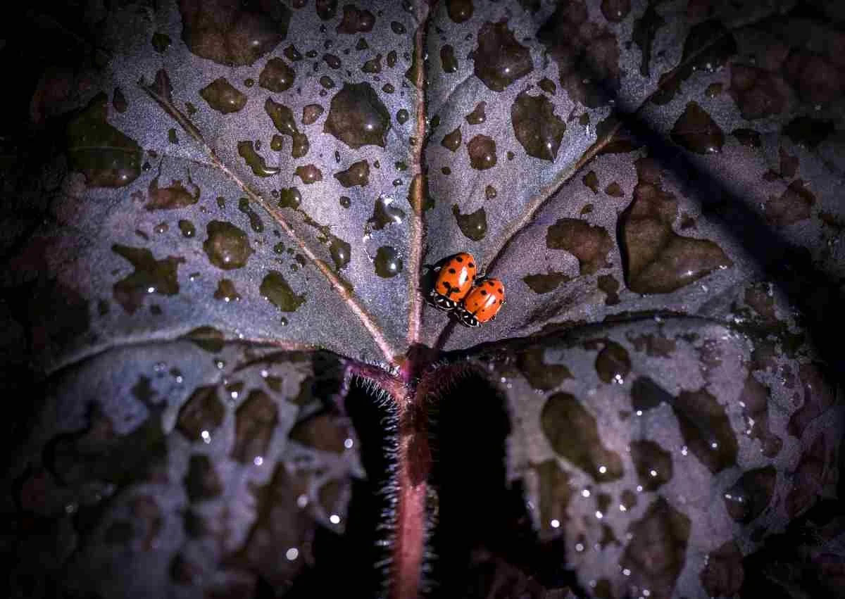 friendly purple ladybugs.jpg