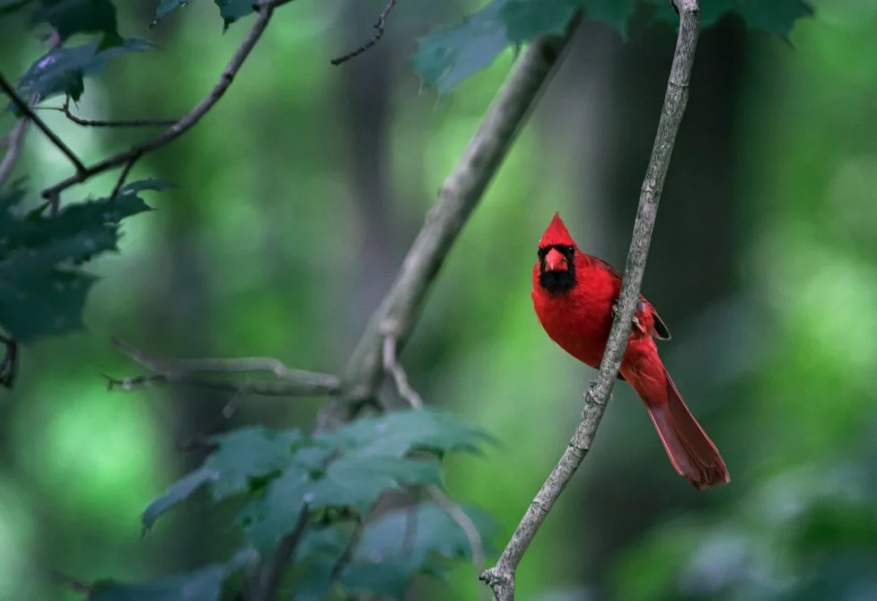 complementary cardinal colors.jpg