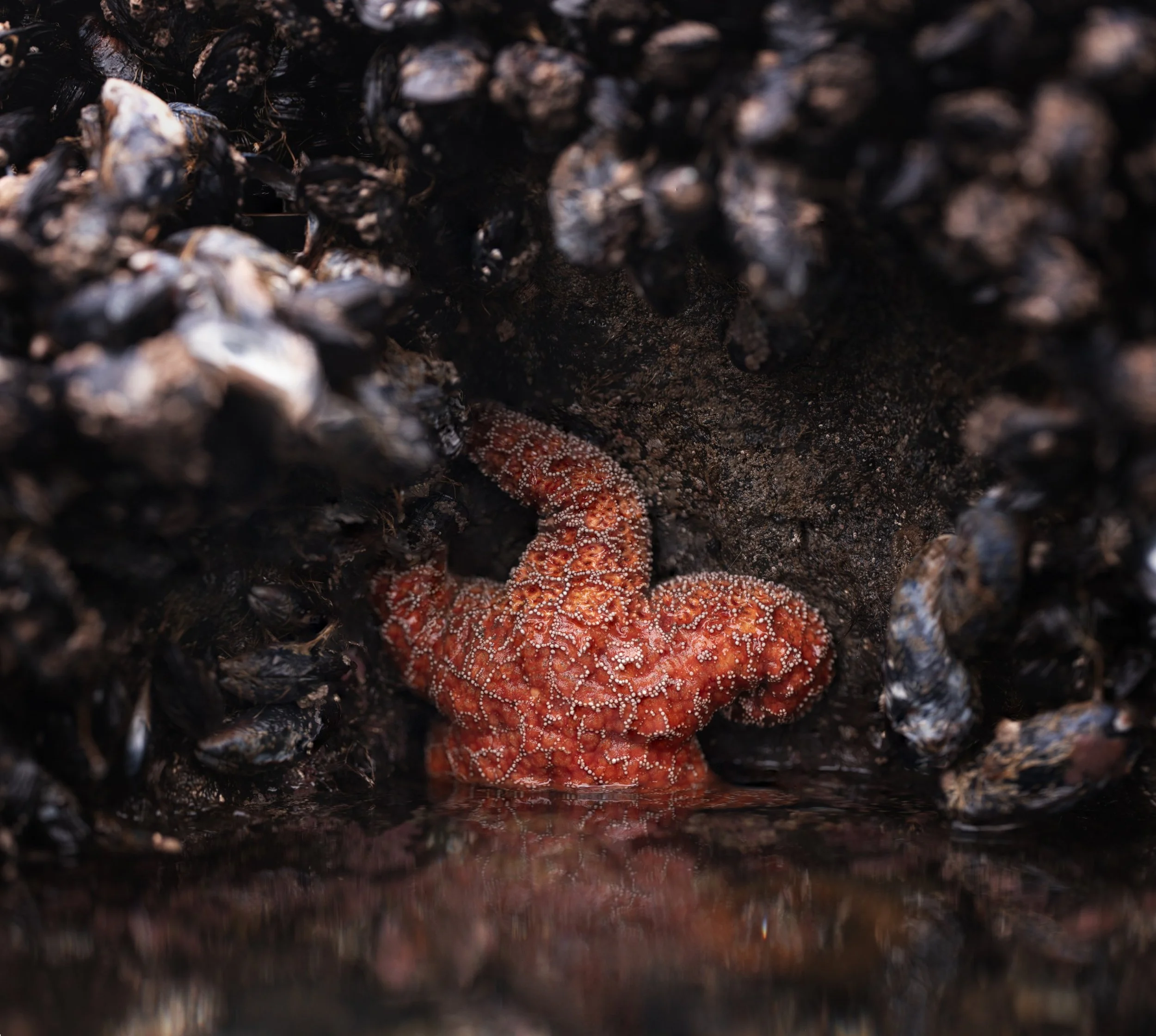 starfish in the cove.jpg