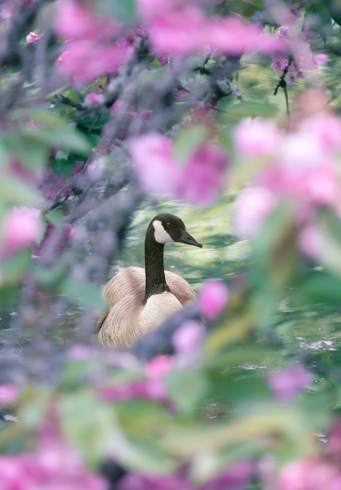 canada goose magical spring flowers copy.jpg