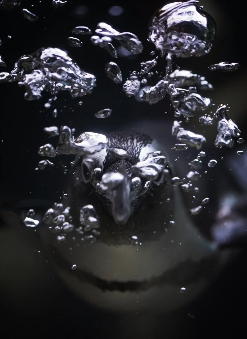 Penguin bubbles band removed.jpg