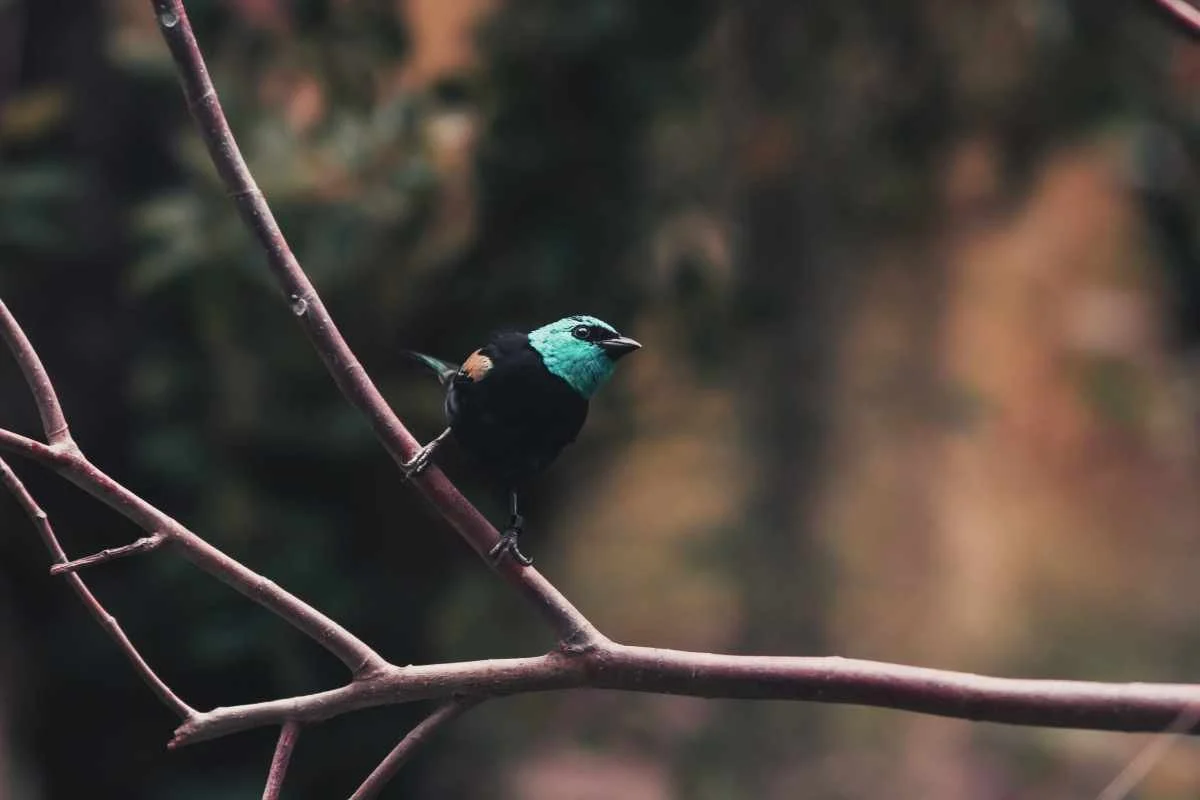 blue head bird re-edit.jpg