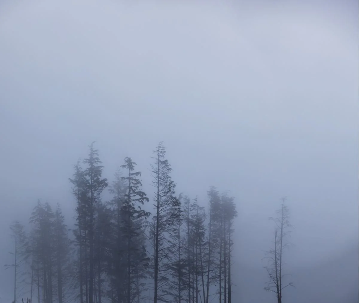 foggy treetops 2.jpg