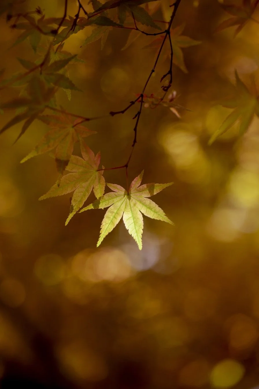 maple leaf raw only re edit.jpg