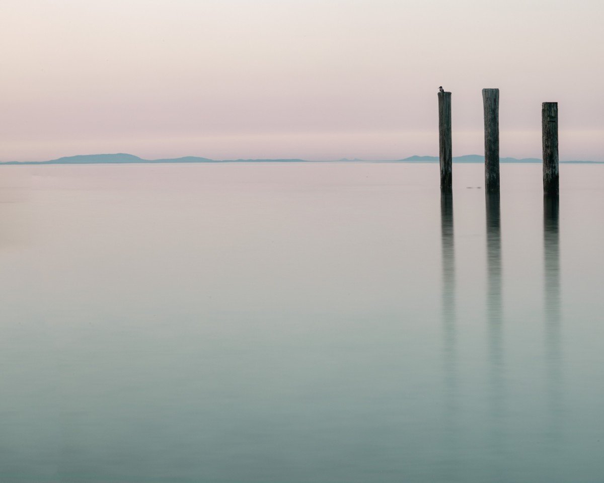 blurred bird at sunset port townsend.jpg