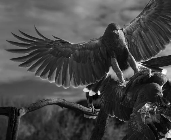 harris hawks copy bw band removed.jpg