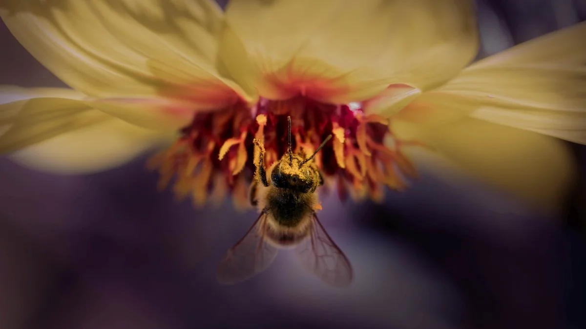 bee messy face 16x9 RGB.jpg