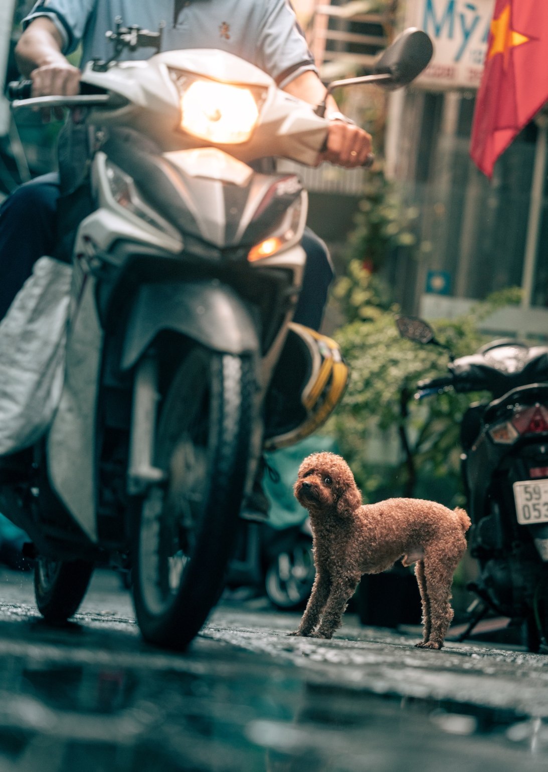 watch out dog copy.jpg