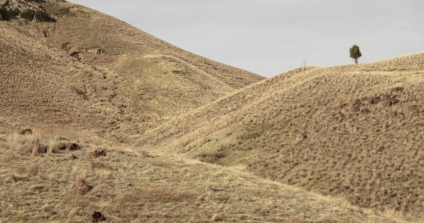 desert tree and hills.jpg