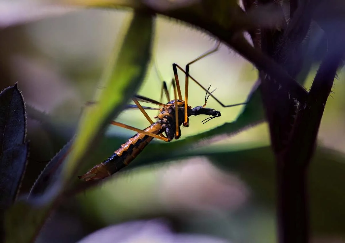 crane fly second attempt RGB.jpg