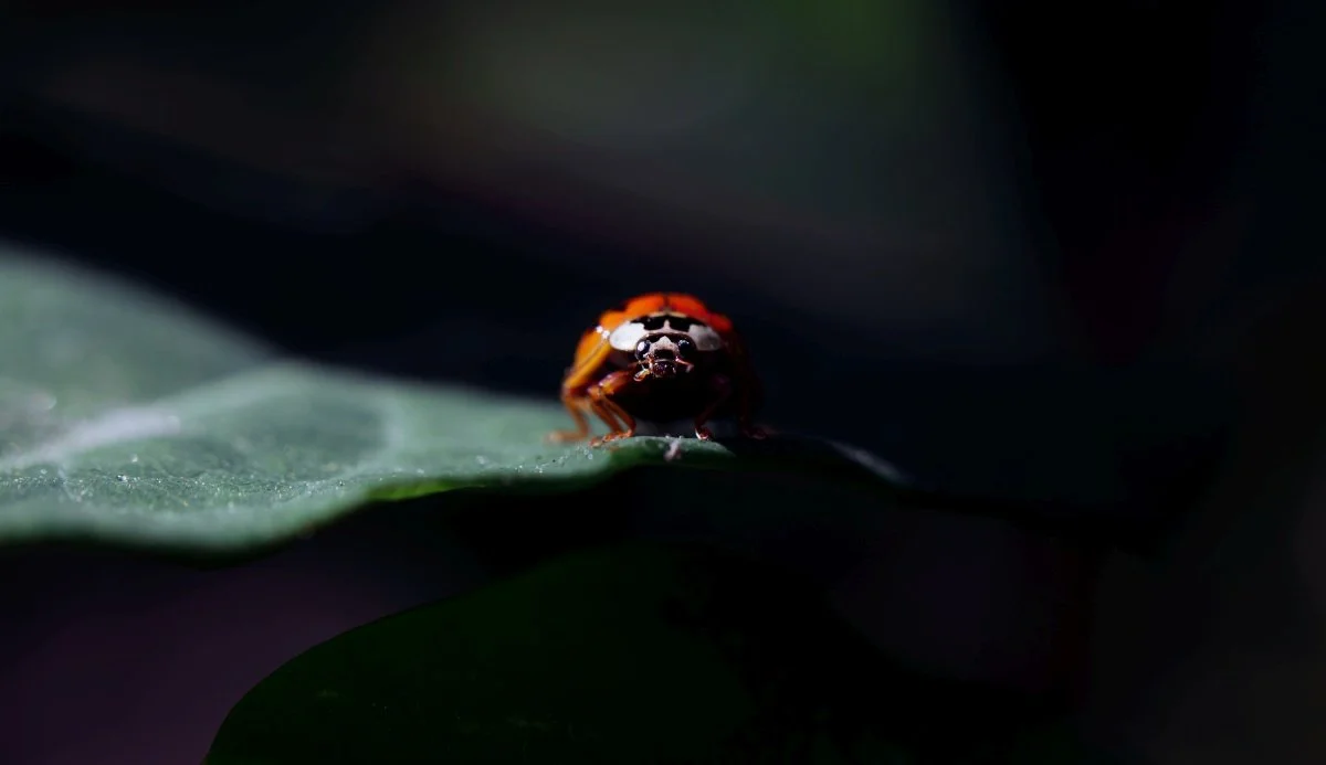 ladybug face on.jpg