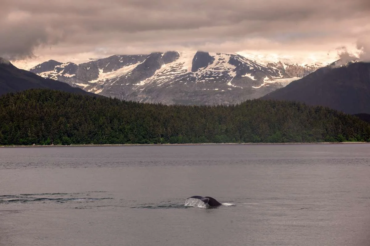 Humpback Tail Mountains brighter Trees RGB.jpg