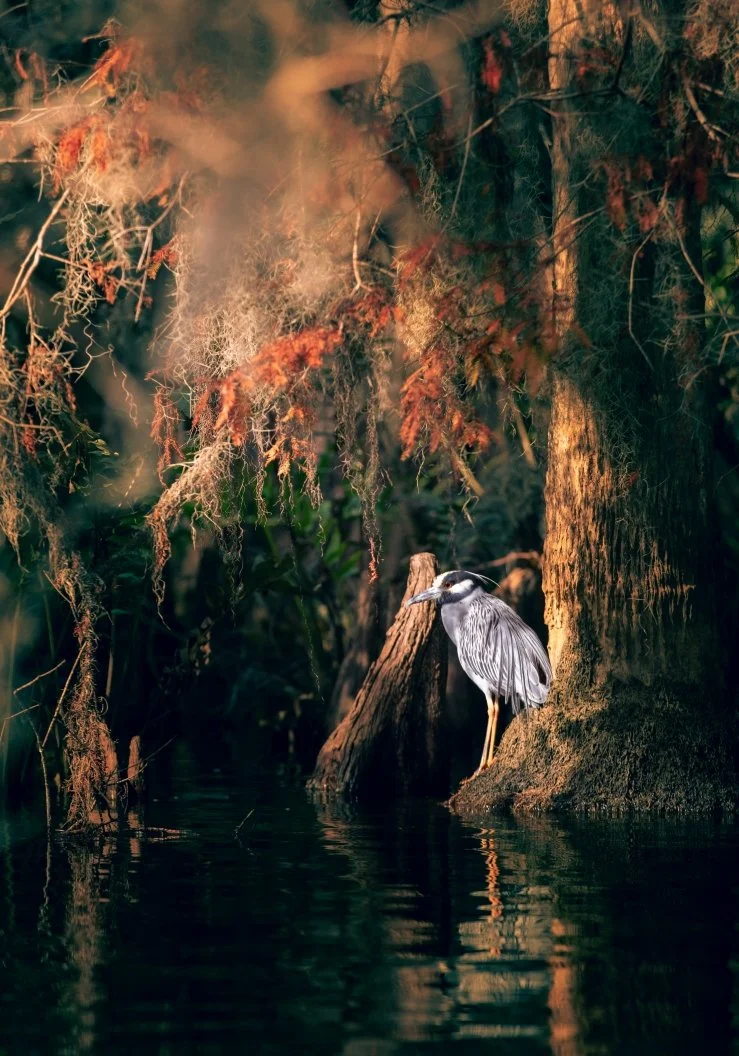 egret in the swamp copy.jpg